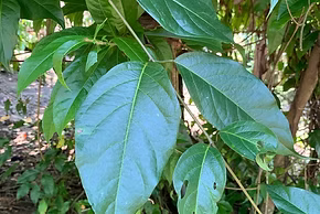 Ayahuasca Medicine Ritual — sacred plant ceremony
